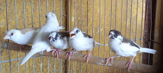 Banglize 12  pieces available