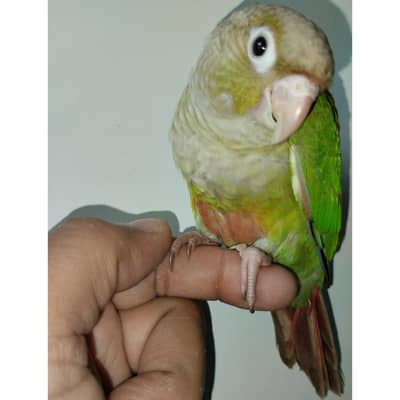 Green cheek and pineapple conure chicks-03214382921