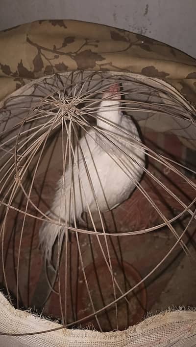 Assalam O alikom this my Asell heera hen