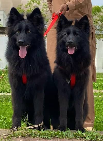 black German shepherd pair full long Cort show class pair