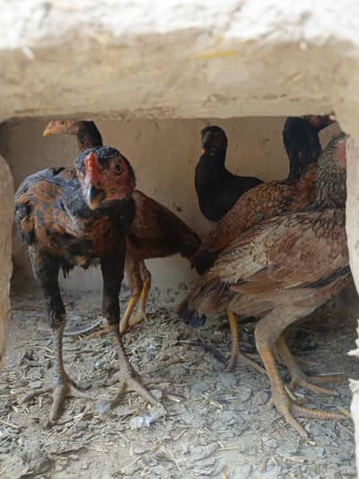 one price Aseel Mianwali Bhot Acha, peace hai