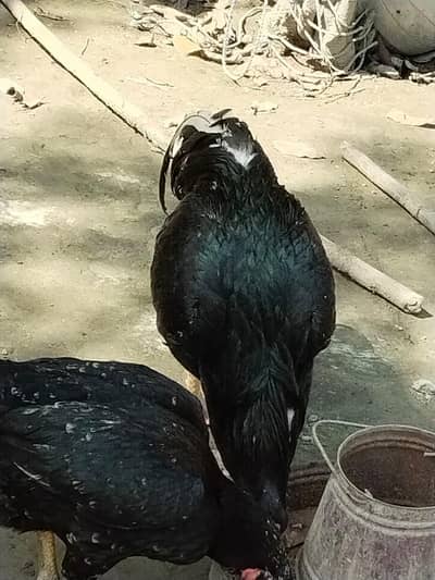 aseel lassani eggs available