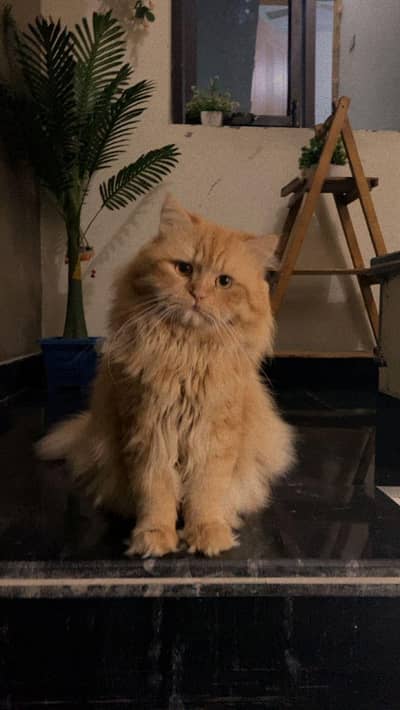 Matting /Crossing tripple coated persian male