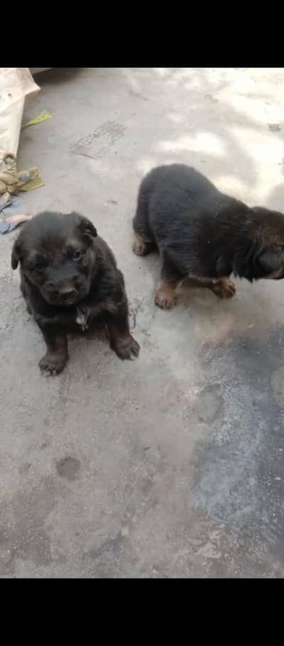 German Shepherd good puppys