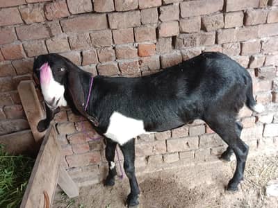 Desi Bakra