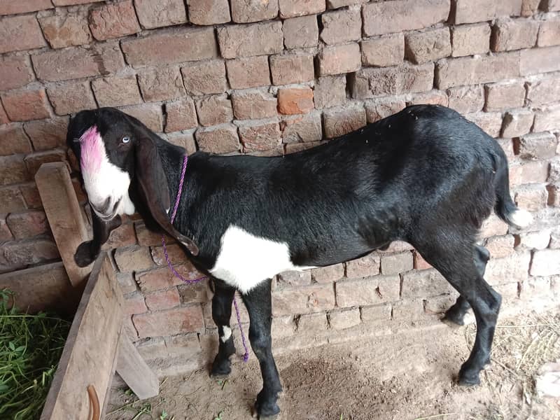 Desi Bakra 0