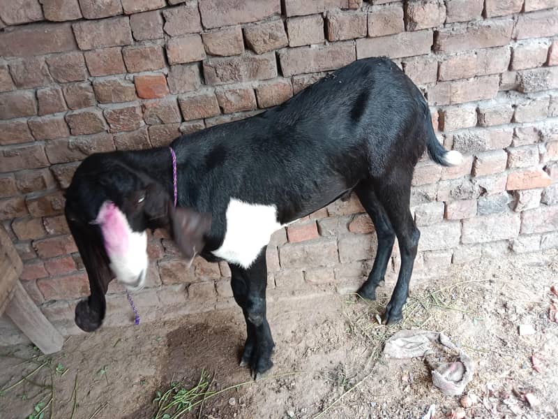 Desi Bakra 1