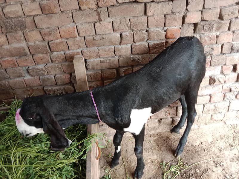 Desi Bakra 3