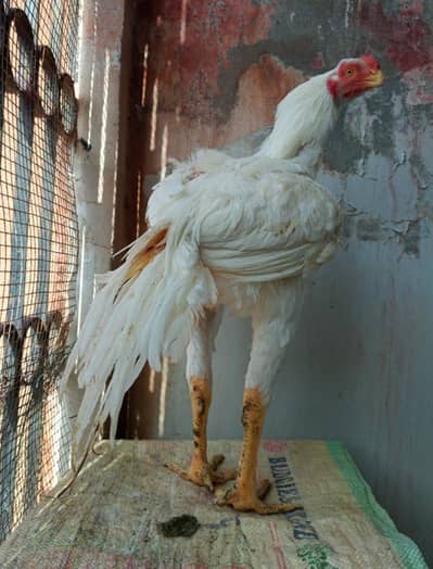 indian parrot beak paper tamilnadu long tail heera aseel