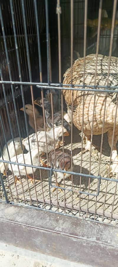 Top quality Aseel Chiks