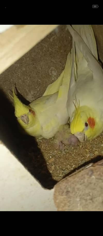 cocktail pair with chick