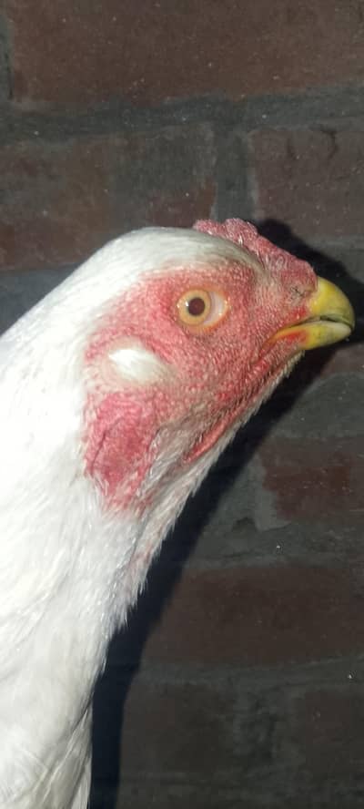 white German king  o shammo