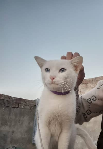 Irani Persian cat with 2 orange Kittens