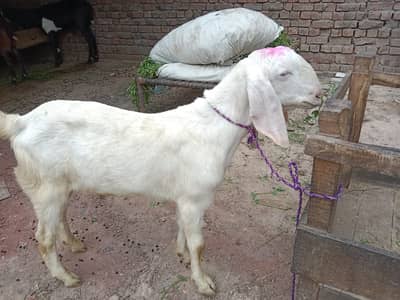 Rajanpuri bakry | Desi bakry | Goats | bakry for qurbani |2 dant bakry
