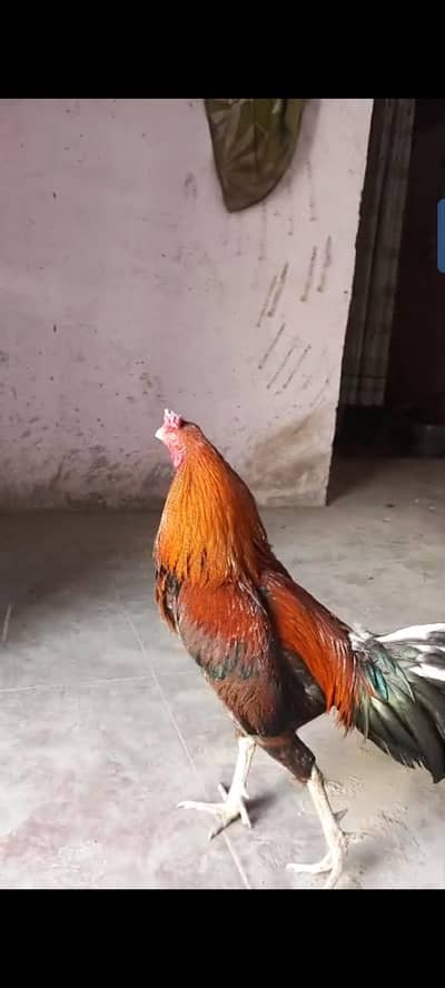 1.5 year active phatta MashAllah for sale watsapp 03035842620