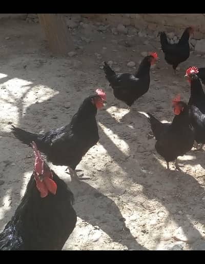astrolop starter hens