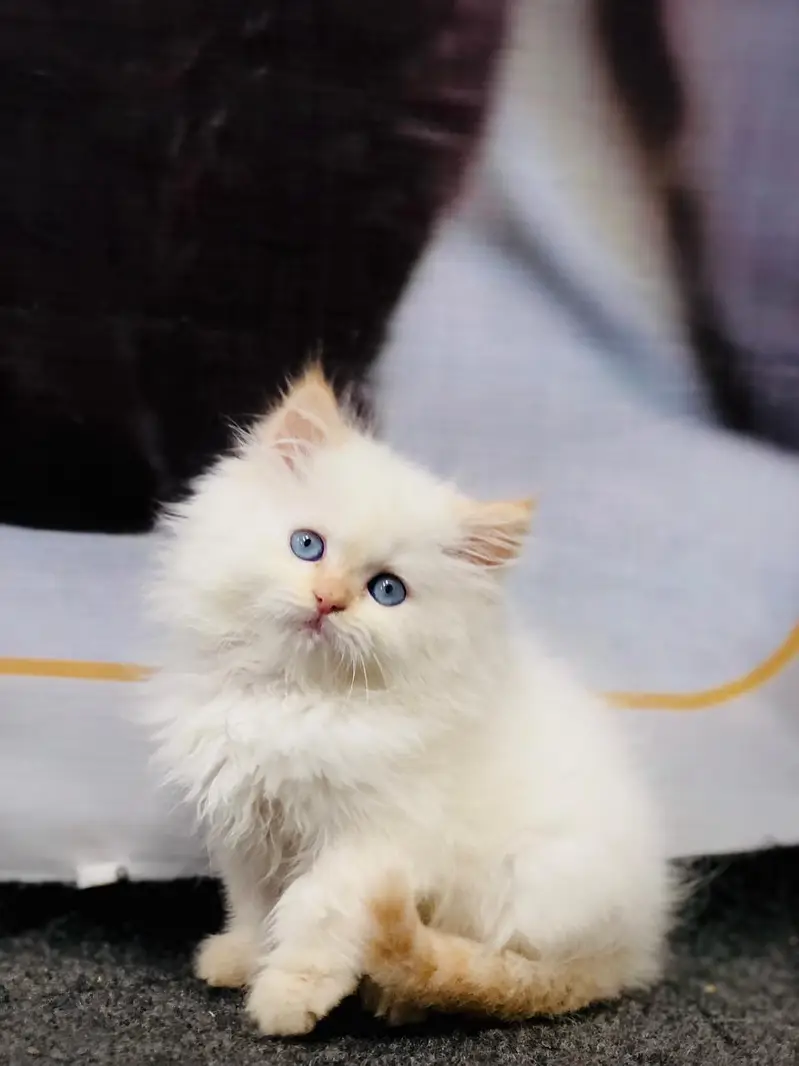 cash on delivery Persian kitten cats — photo 11