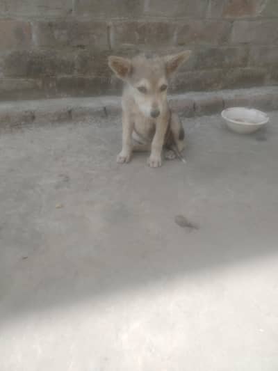 2 dogs baby hai  1 mont ka hai husky or