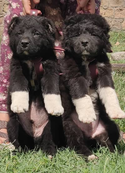 Afghan Kuchi dog | puupy | Afghan Kuchi pair for sale