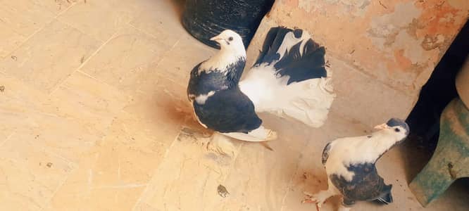 English fantail breeder pair