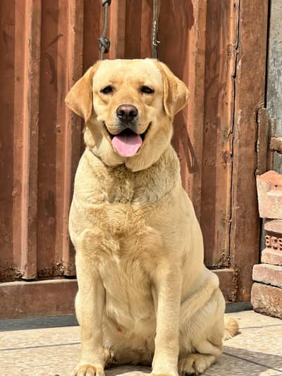 Labrador Female Extremely quality puppy