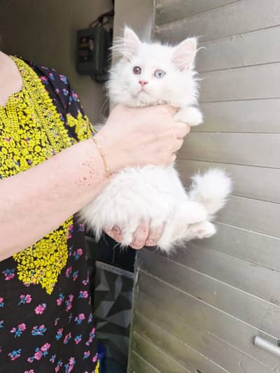 white persian kitten pair with odd eyes