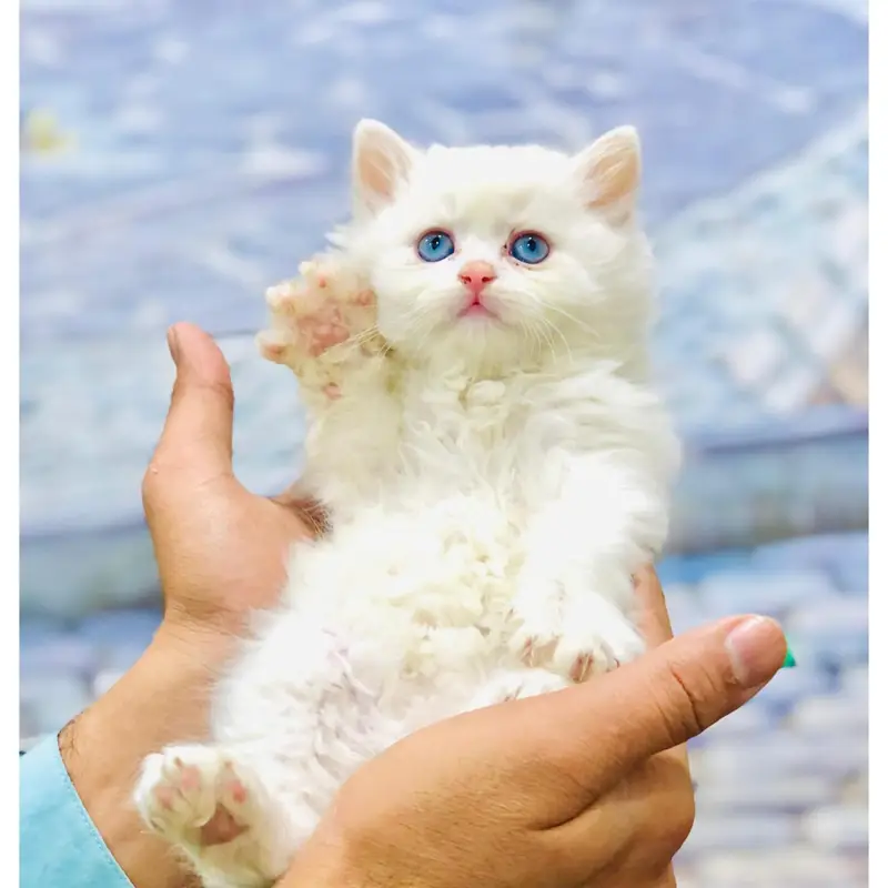 cash on delivery Persian kitten cats — photo 2