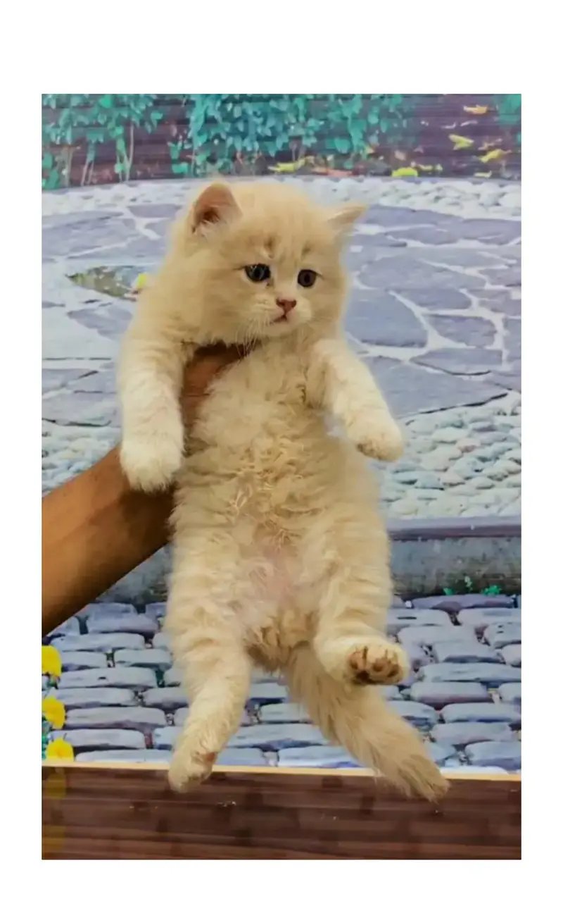 cash on delivery Persian kitten cats — photo 6