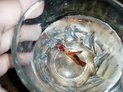 Betta Fishs For sale