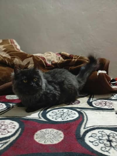 playful gray color kitten for sale