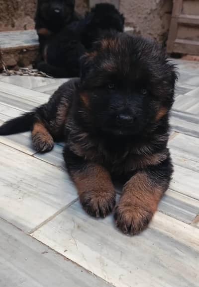 German Shepherd extra long coat male pubs available 40 days age for