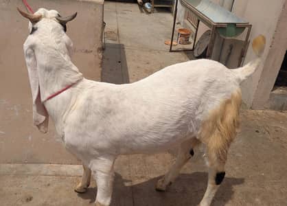 mashallah 2 dant khassi bakre ful healthy and active Bakra h