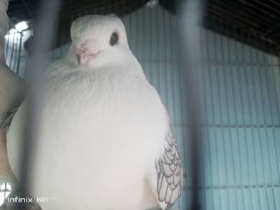 Sentient pigeon ll fancy pigeon ll healthy  active