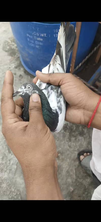 5 piece teddy batera lakha