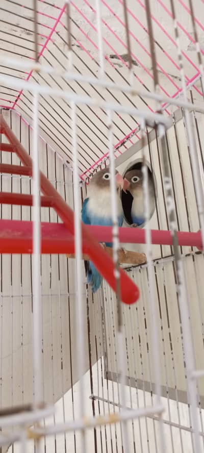 2 healthy breeder pairs