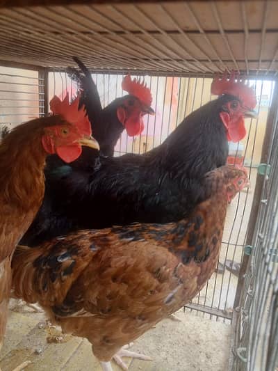 2 Australorp ke murge, or ek RIR ka pair For sale