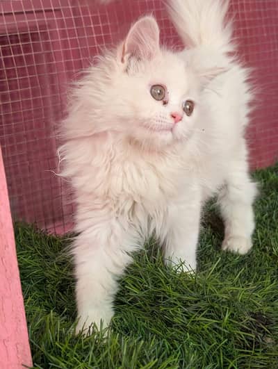 Persian male / female kitten  available for sale