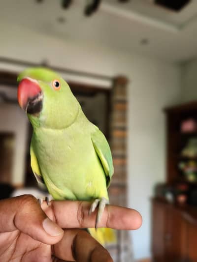 hand tame parrot