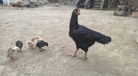 Aseel Hen with 7 chicks