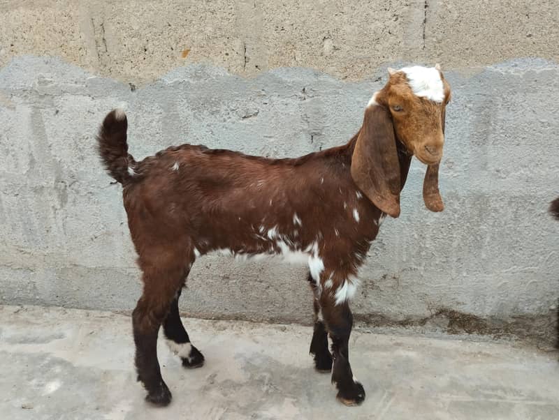 Bakra 0