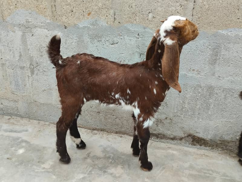Bakra 1