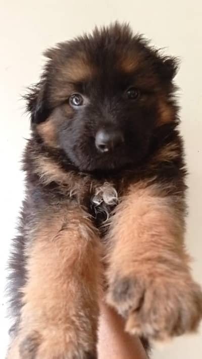 Pedigreed pure FCi Bloodline German shepherd puppies  03014615555