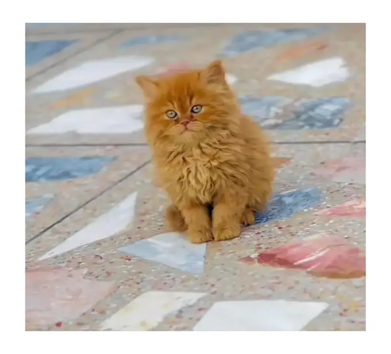 cash on delivery Persian kitten cats — photo 7