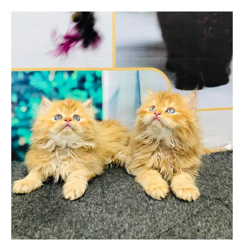 cash on delivery Persian kitten cats — photo 10