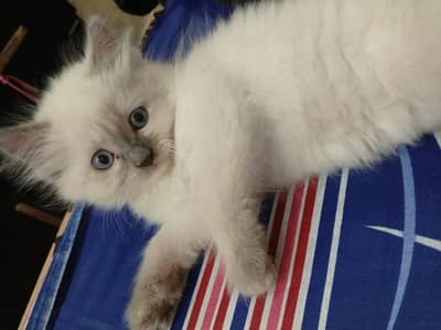 Persian Triple Coated Cats