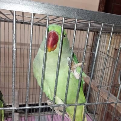 Pahari tota alexandrine parakeet kashmiri male female