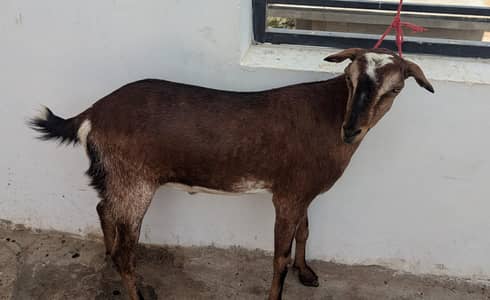 mashallah 2 dant taddi h full healthy and active Bakra h