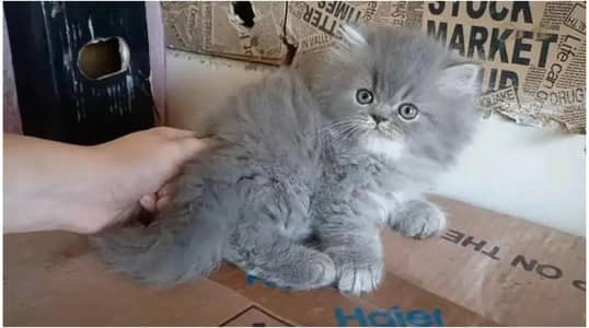 cash on delivery Persian kitten cats