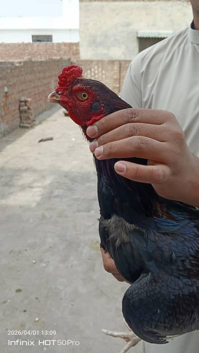 Aseel  Amroha male for sale
