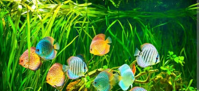 we provide aquarium installation and wash clean in your door step